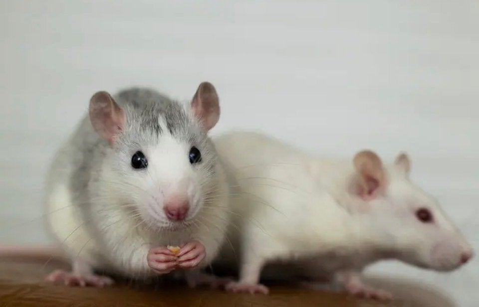 Gezocht: voeder ratten, Dieren en Toebehoren, Knaagdieren, Augustus, Meerdere dieren, Rat