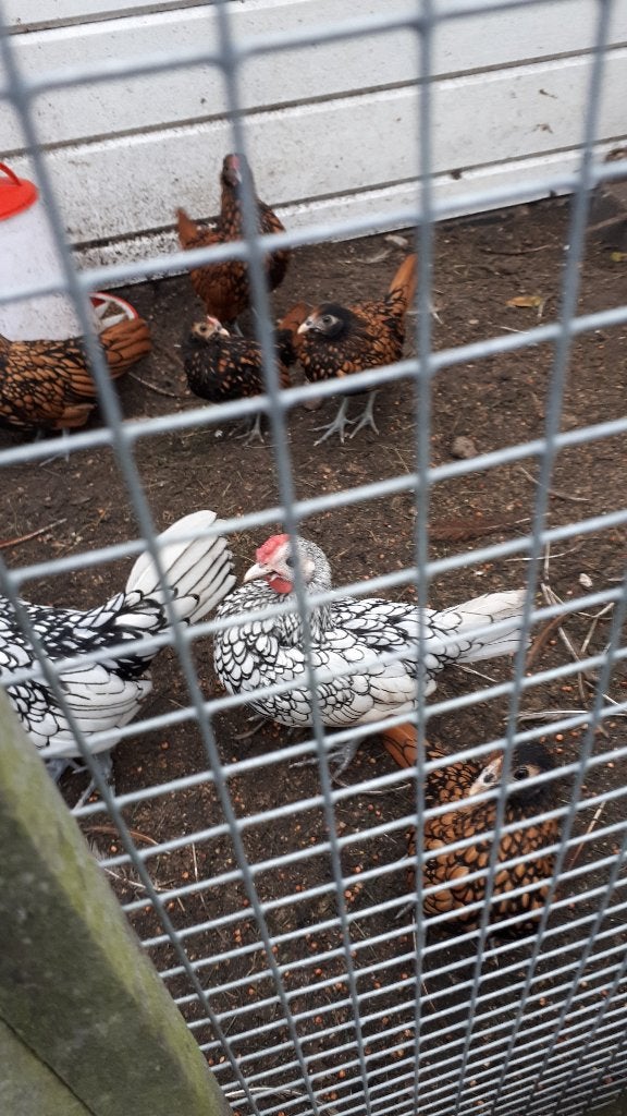 Sebright haantjes, Dieren en Toebehoren, Mannelijk, Kip