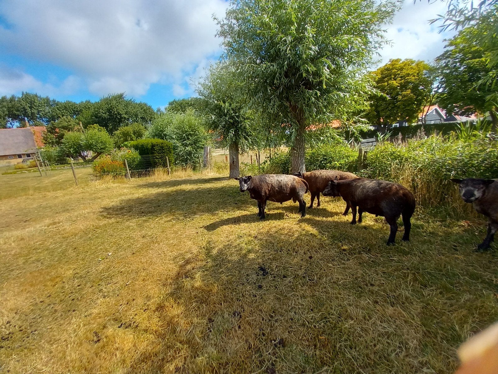 Texelaar rammen 2x, Dieren en Toebehoren, Mannelijk, Schaap