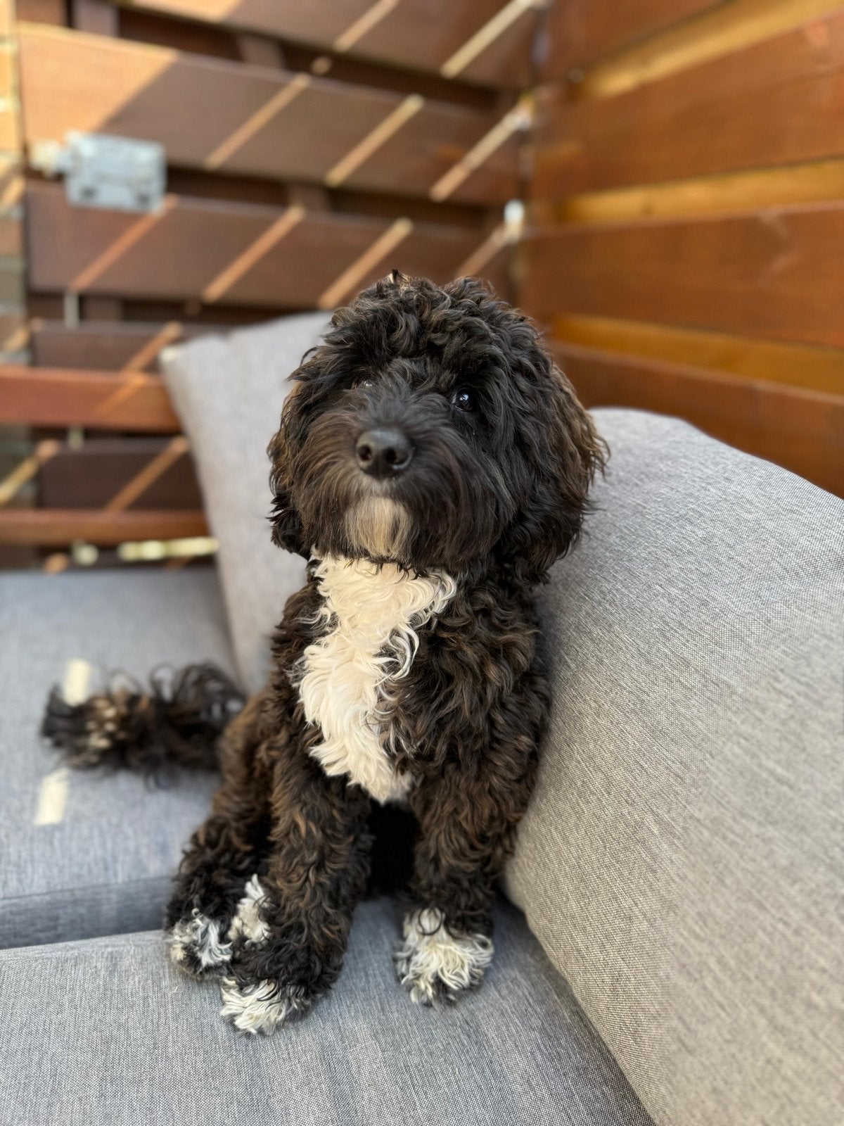 Maltipoo dekreu, Reu, 1 tot 2 jaar, Parvo, Eén hond