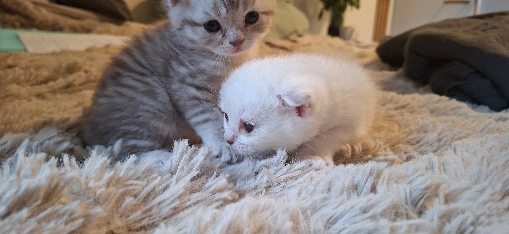 Mooie Britse kittens, Kater, Ontwormd