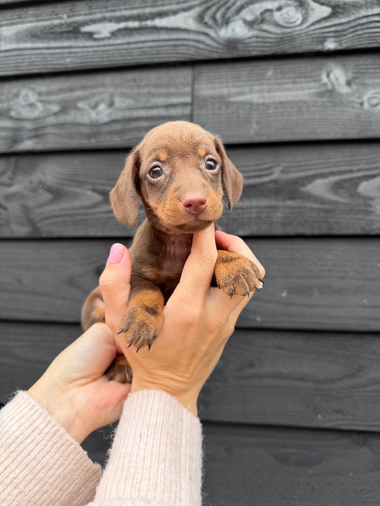 Prachtig nestje gladhaar teckel pups geboren., Dieren en Toebehoren, Nederland, CDV (hondenziekte), 8 tot 15 weken, Korthaar