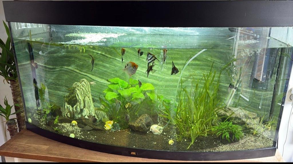 Groot aquarium met heel veel vissen, Ophalen, Zo goed als nieuw, Gevuld zoetwateraquarium