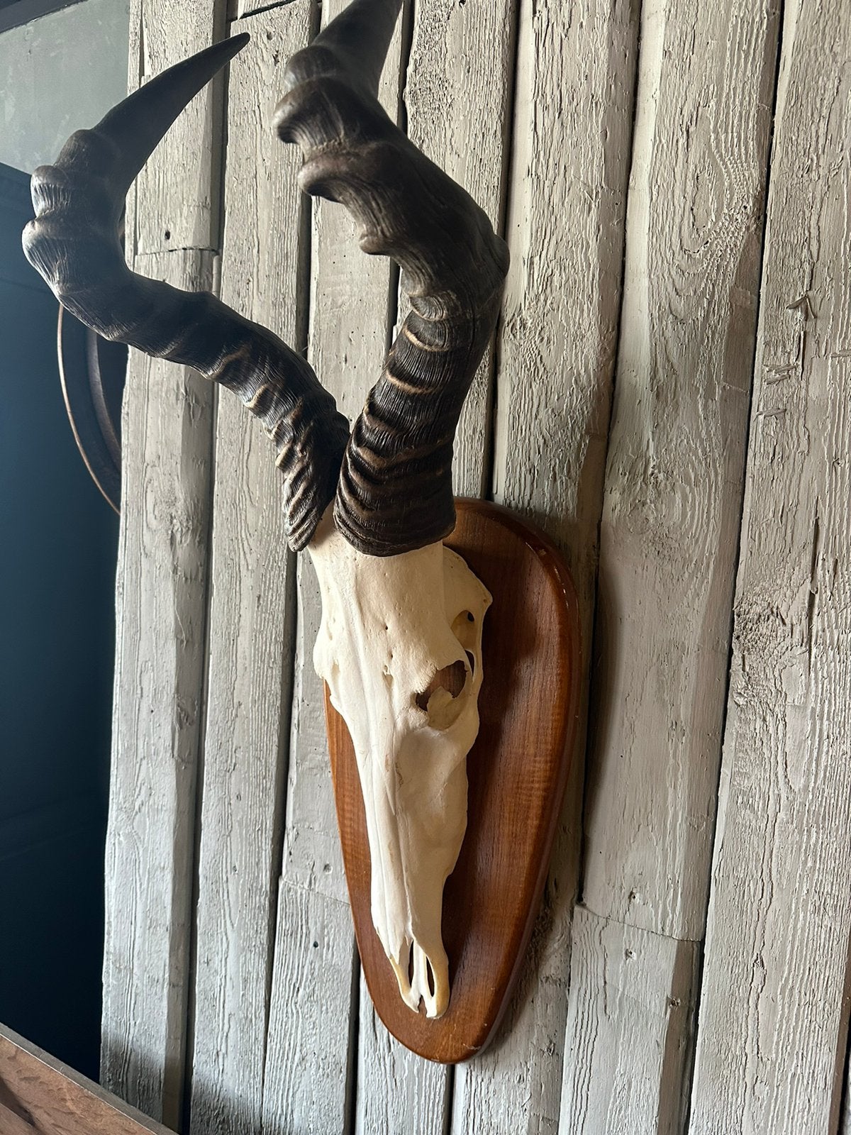 "HENDRICKX " Afrikaanse Hartebeest Antilope., Ophalen, Zo goed als nieuw, Wild dier, Schedel