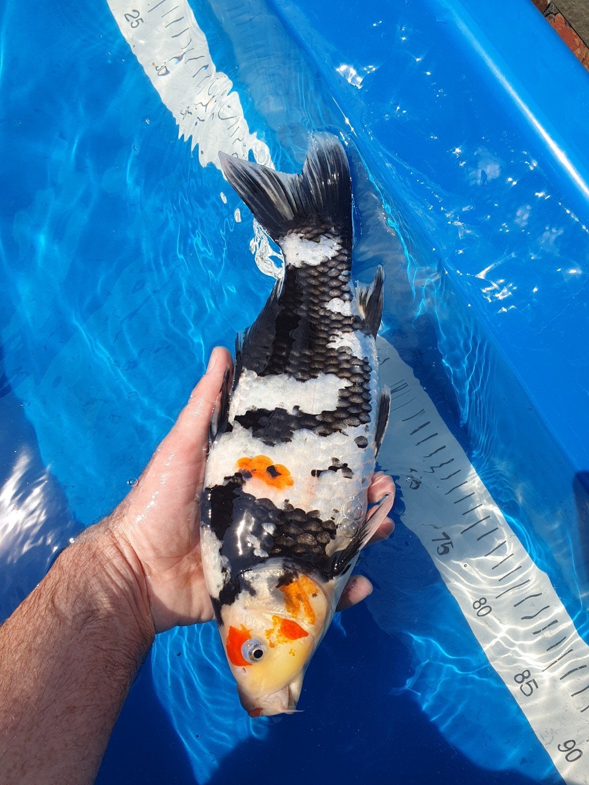 Maruhide Tosai Showa, Dieren en Toebehoren, Vissen | Vijvervissen, Karper of Koi