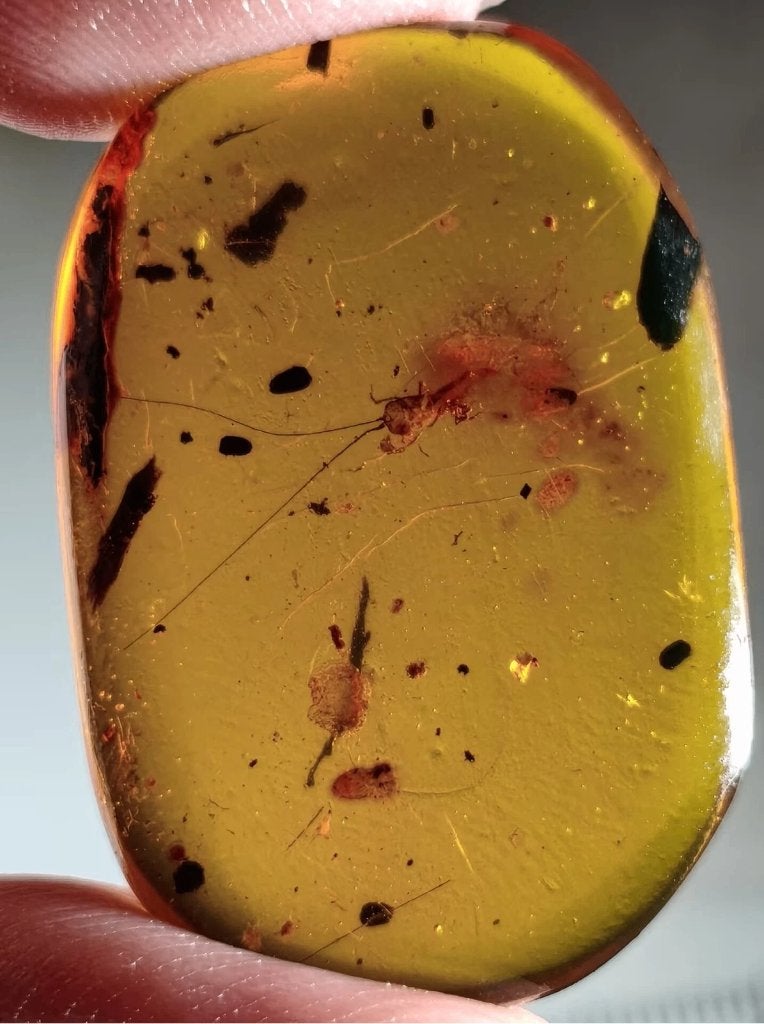 Birmees Amber met insluiting van larve van krekel (K), Verzenden, Fossiel