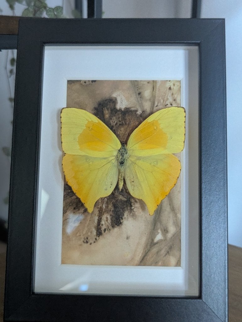 Opgezette vlinder in lijst, Ophalen of Verzenden, Zo goed als nieuw, Insect, Opgezet dier