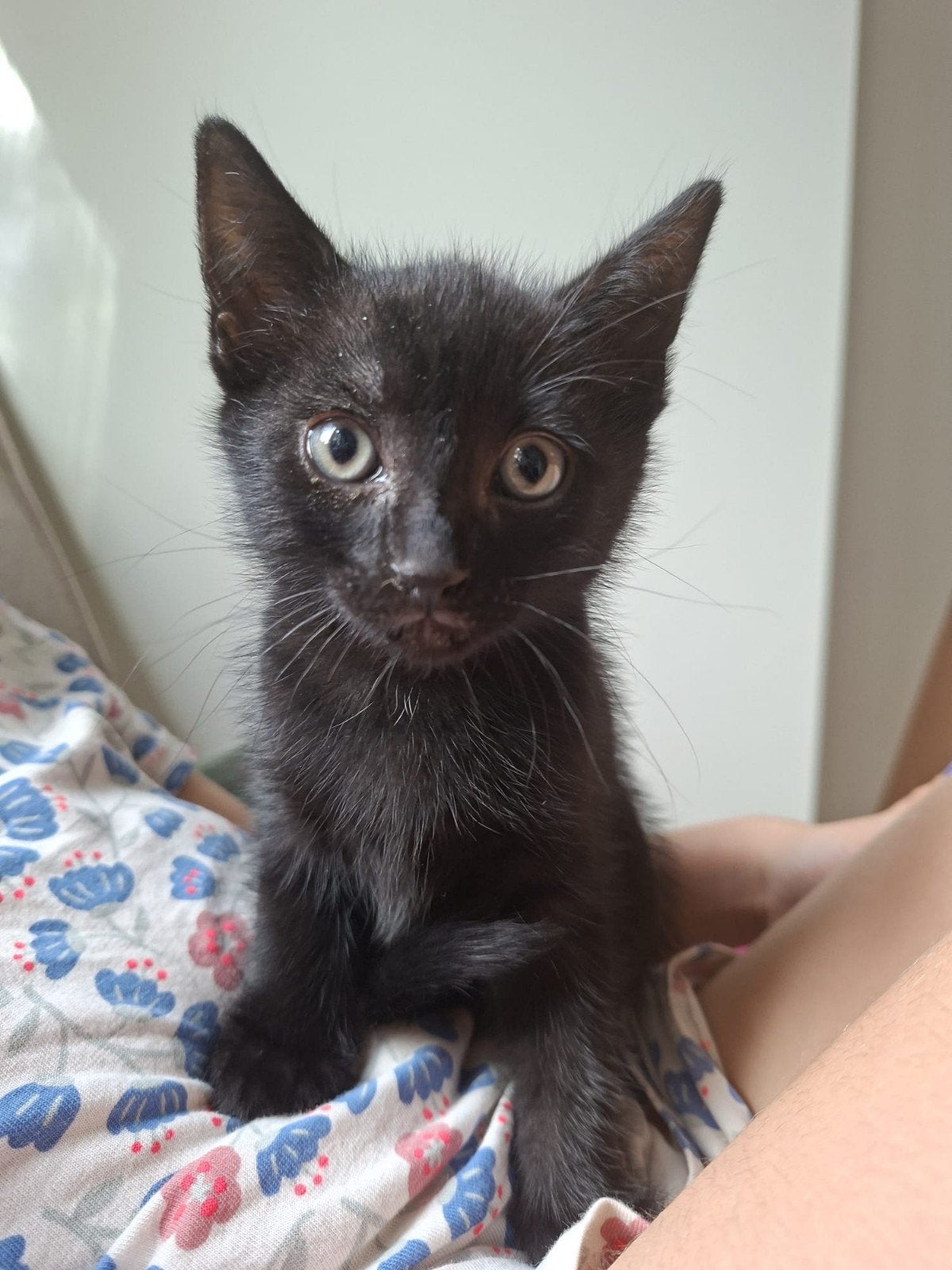 Kitten, ontwormd en ontvlooid., Dieren en Toebehoren, Kater