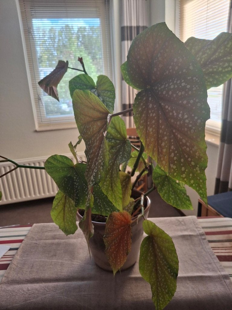 BLADBEGONIA IN POT, Huis en Inrichting, Ophalen, Overige soorten, Halfschaduw, In pot