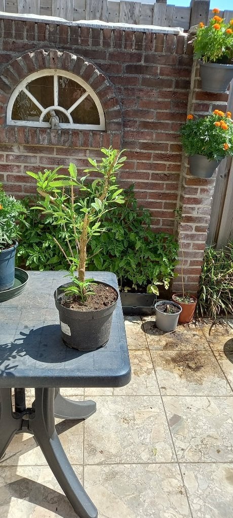 Te koop vlinderstruik (paars-blauw-hoogte 65cm, Ophalen, Vaste plant, Overige soorten, Volle zon