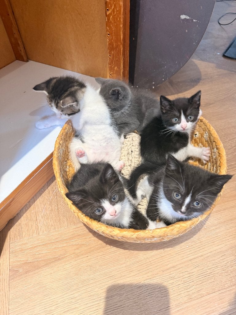 Britse korthaar kittens mix, Dieren en Toebehoren, Katten en Kittens | Overige Katten, Meerdere dieren, Kortharig, 0 tot 2 jaar