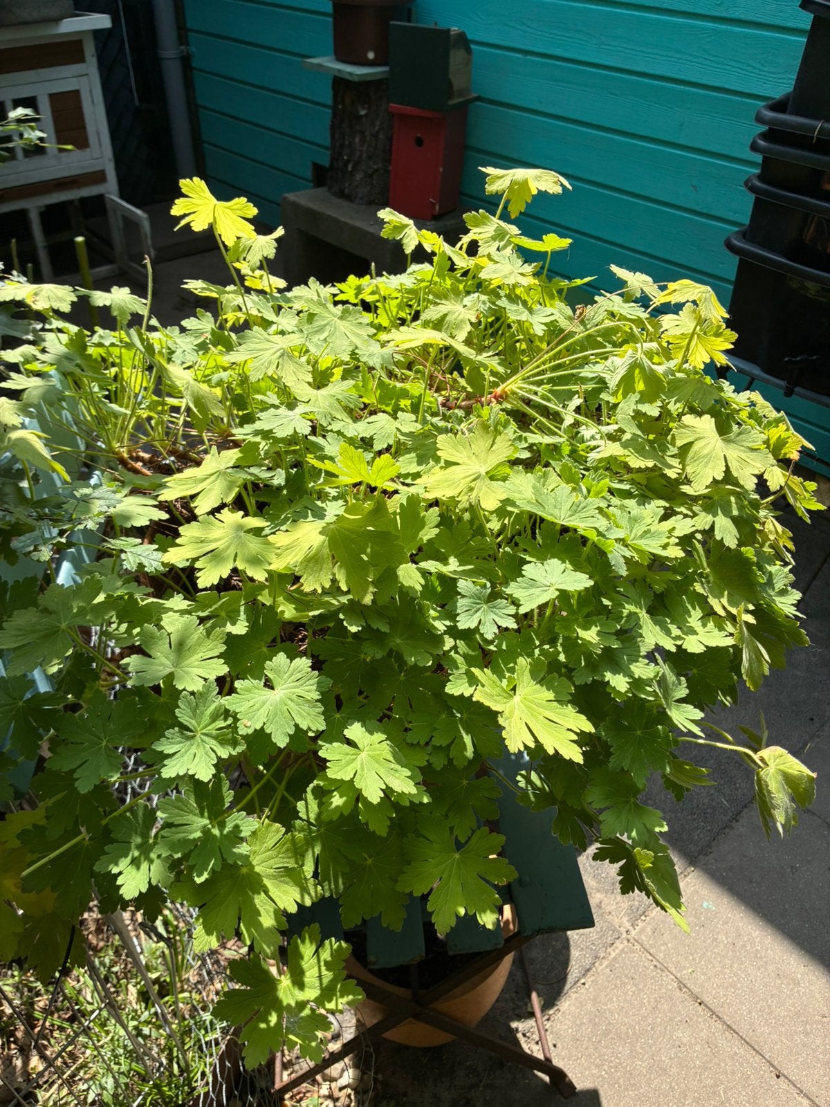 Gratis ophalen stekjes van geranium, Ophalen, Volle zon, Overige soorten, Minder dan 100 cm