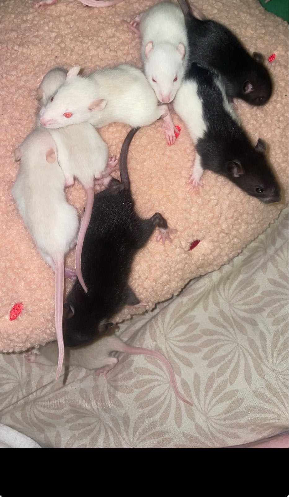 Mannen rittens, Dieren en Toebehoren, Rat, Mannelijk, Tam, September