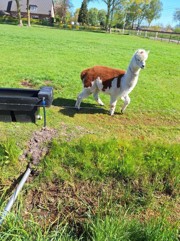 Bonte alpaca hengst, Dieren en Toebehoren, Maart, Mannelijk