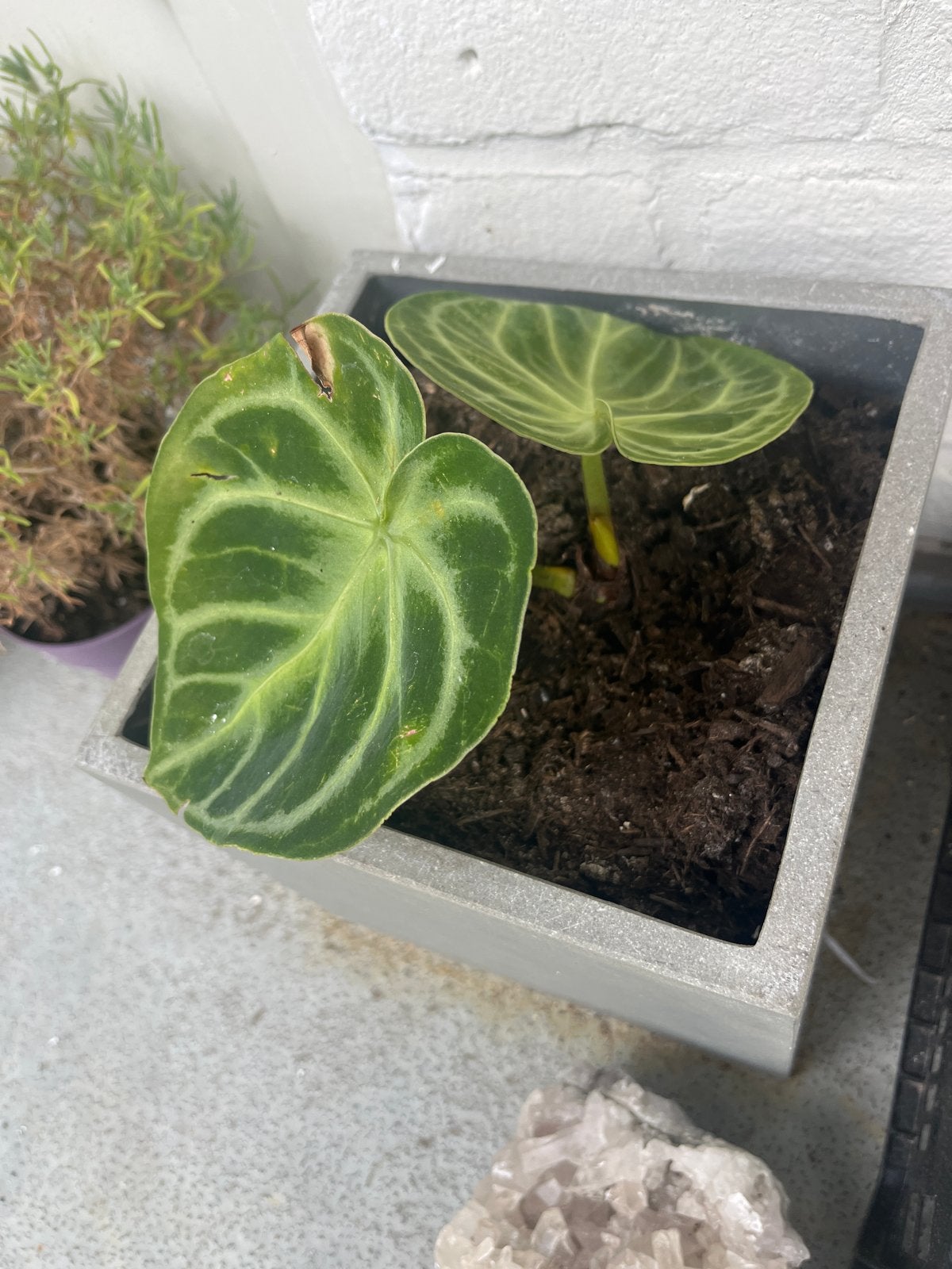Anthurium Clarinervium - fluwelen bladplant, Vaste plant, Bloeit niet, Halfschaduw, Ophalen