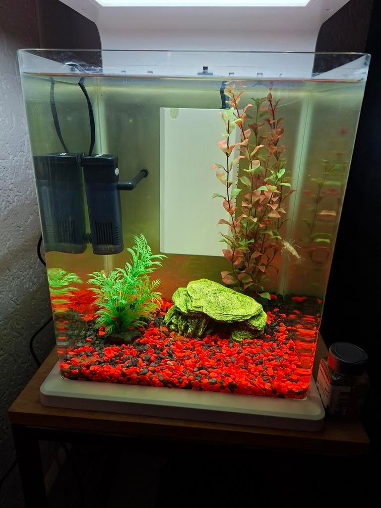 Aquarium met garnaaltjes, Ophalen of Verzenden, Gebruikt, Gevuld zoetwateraquarium