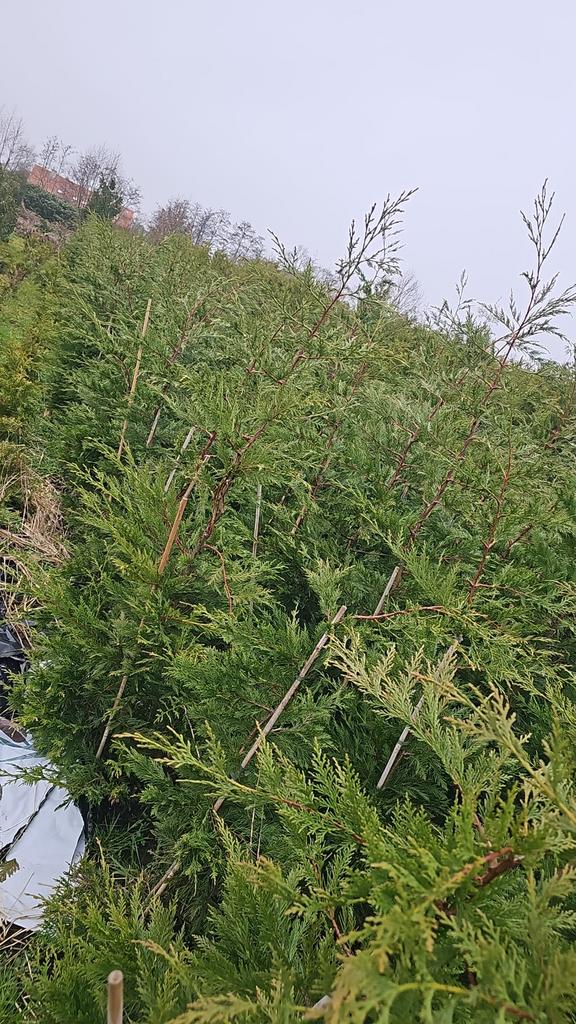 Leylandii haag conifeer, Ophalen of Verzenden, Conifeer, 100 tot 250 cm