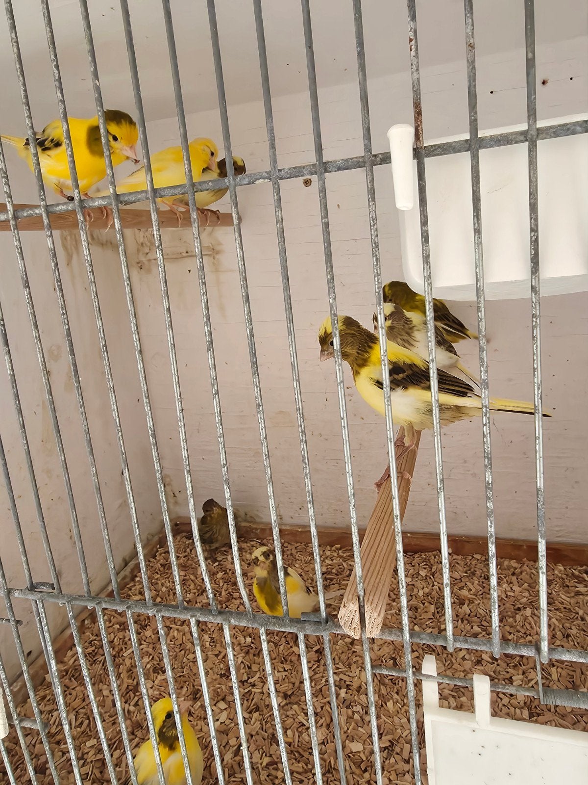 kanaries, Dieren en Toebehoren, Meerdere dieren, Kleurkanarie