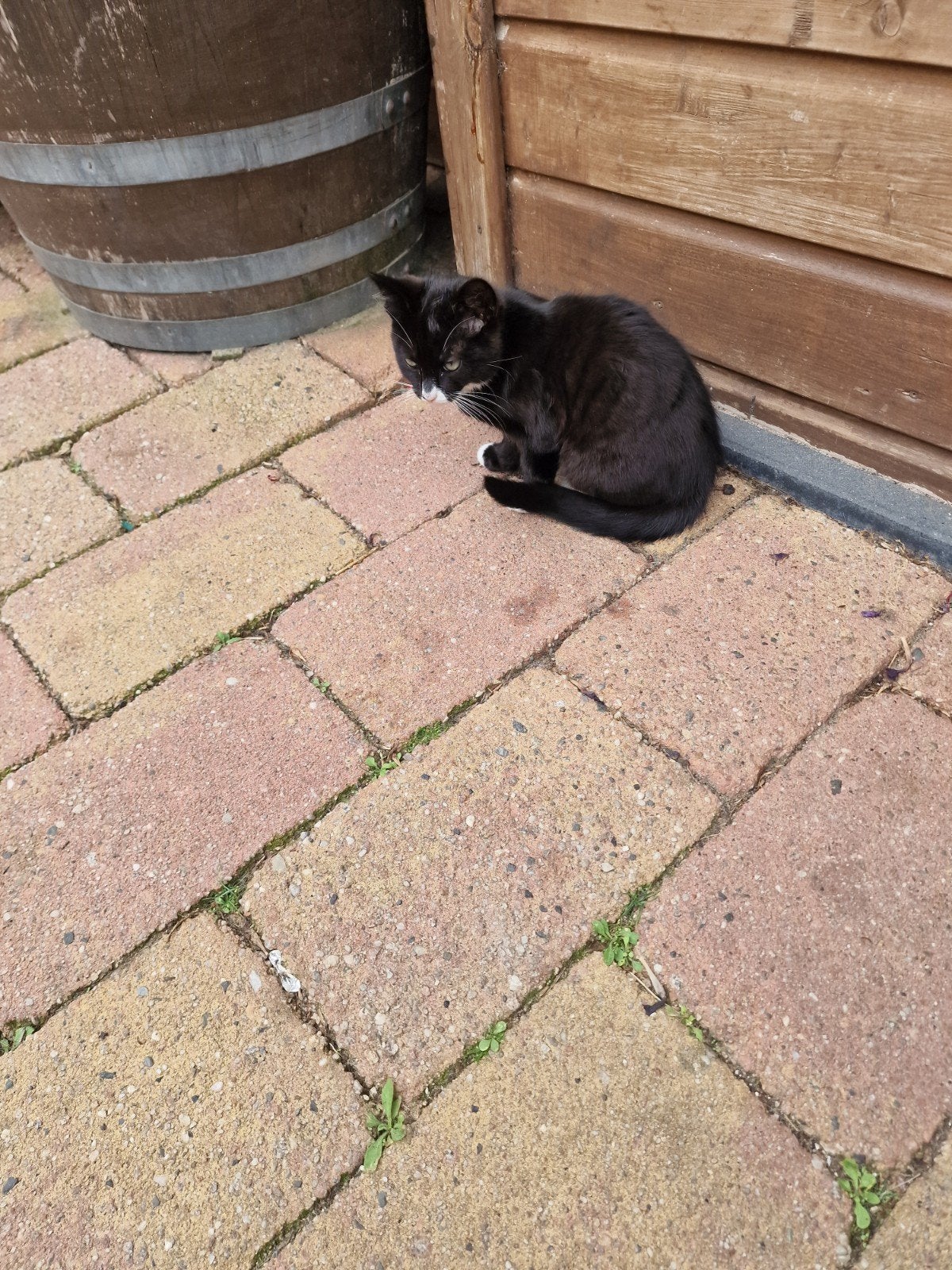 GRATIS     af te halen  jong poesje, Meerdere dieren, 0 tot 2 jaar