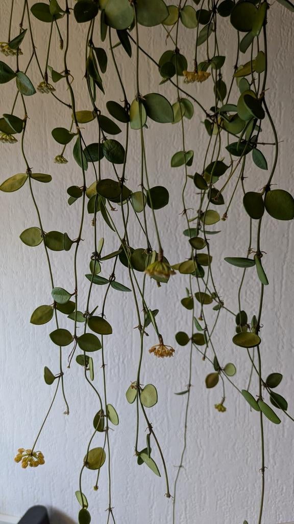 Hoya pubera stekken vers geknipt, Ophalen of Verzenden, Volle zon, Overige soorten, Minder dan 100 cm