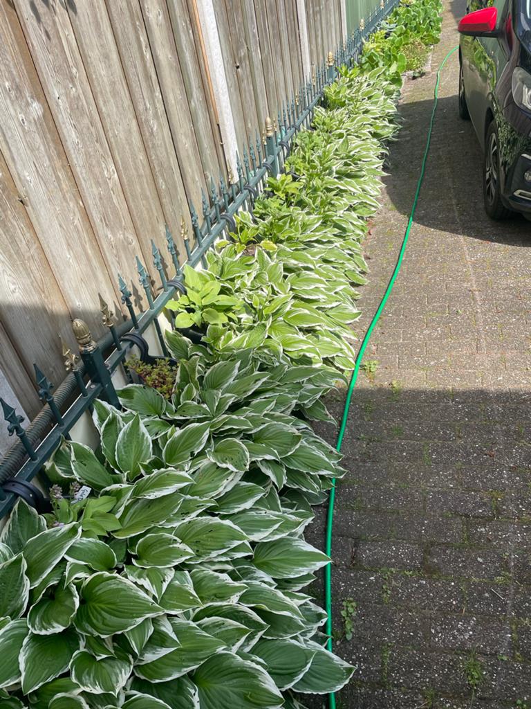 Hosta planten met witgerande bladeren, Ophalen, Bodembedekkers, Vaste plant, Halfschaduw