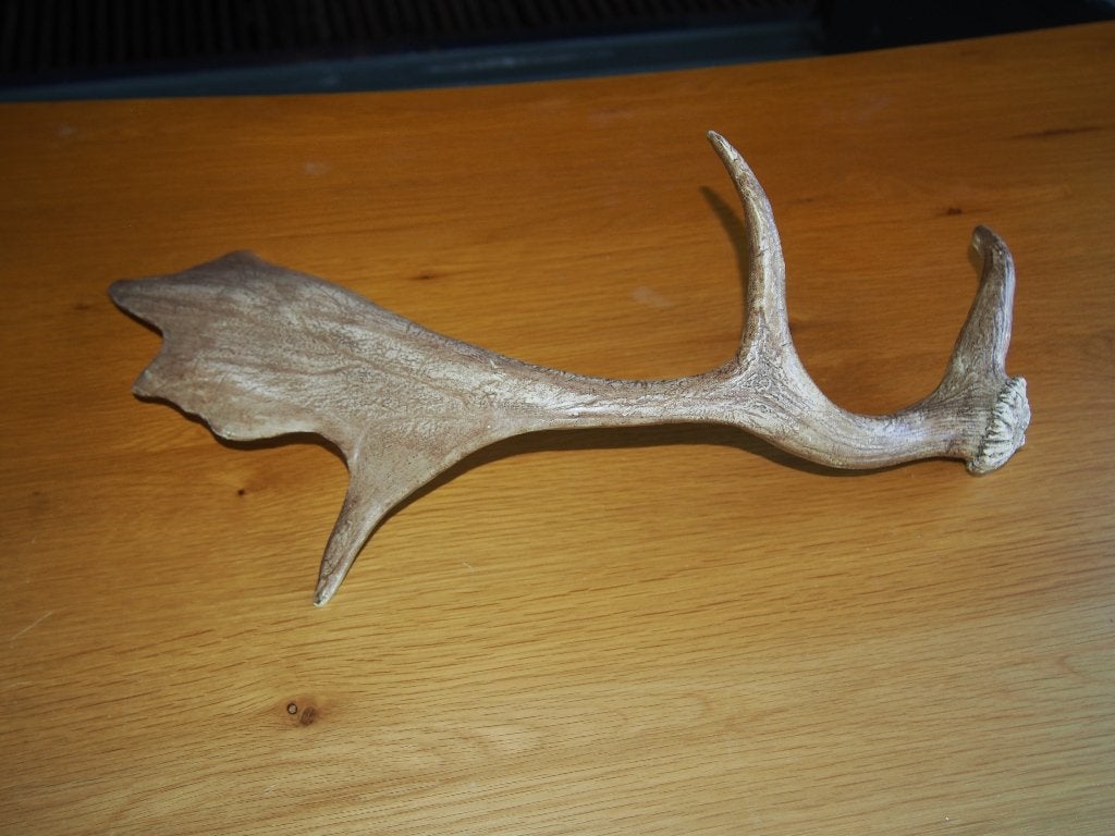 gewei, Verzamelen, Dierenverzamelingen, Ophalen of Verzenden, Gebruikt, Hert, Gewei of Kop