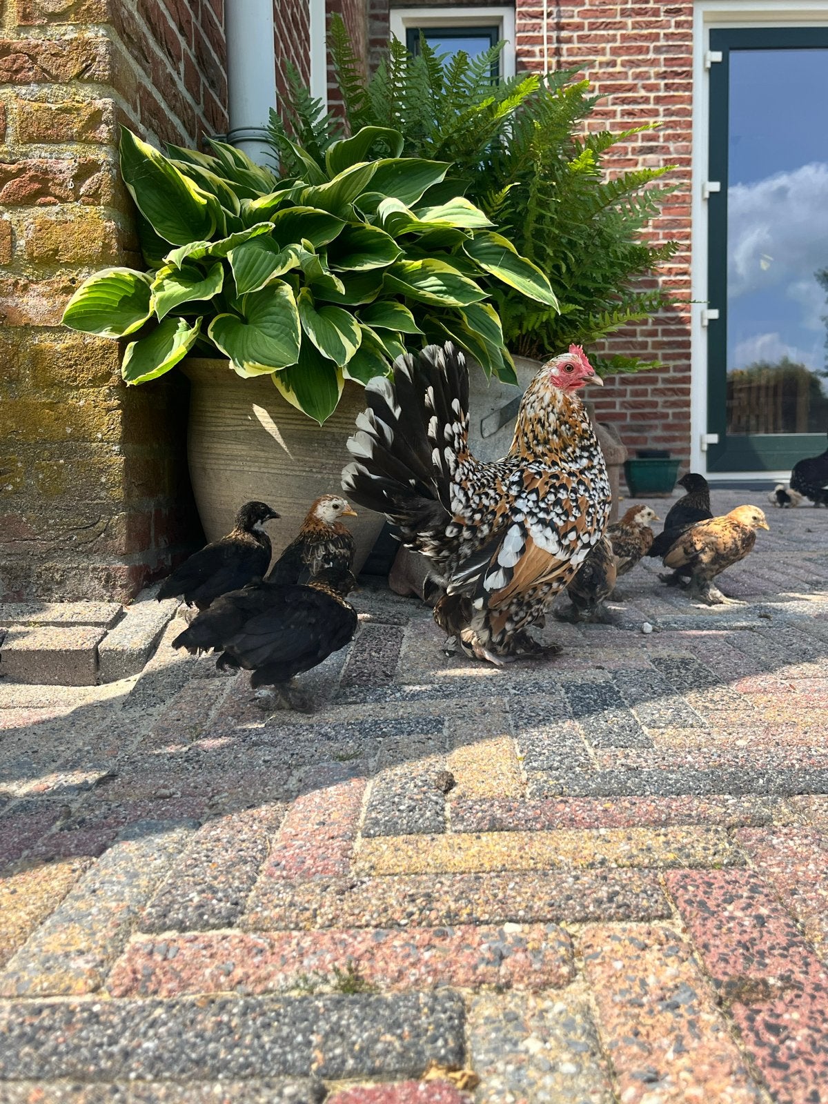 Sabelpoot krielkip, Meerdere dieren, Kip