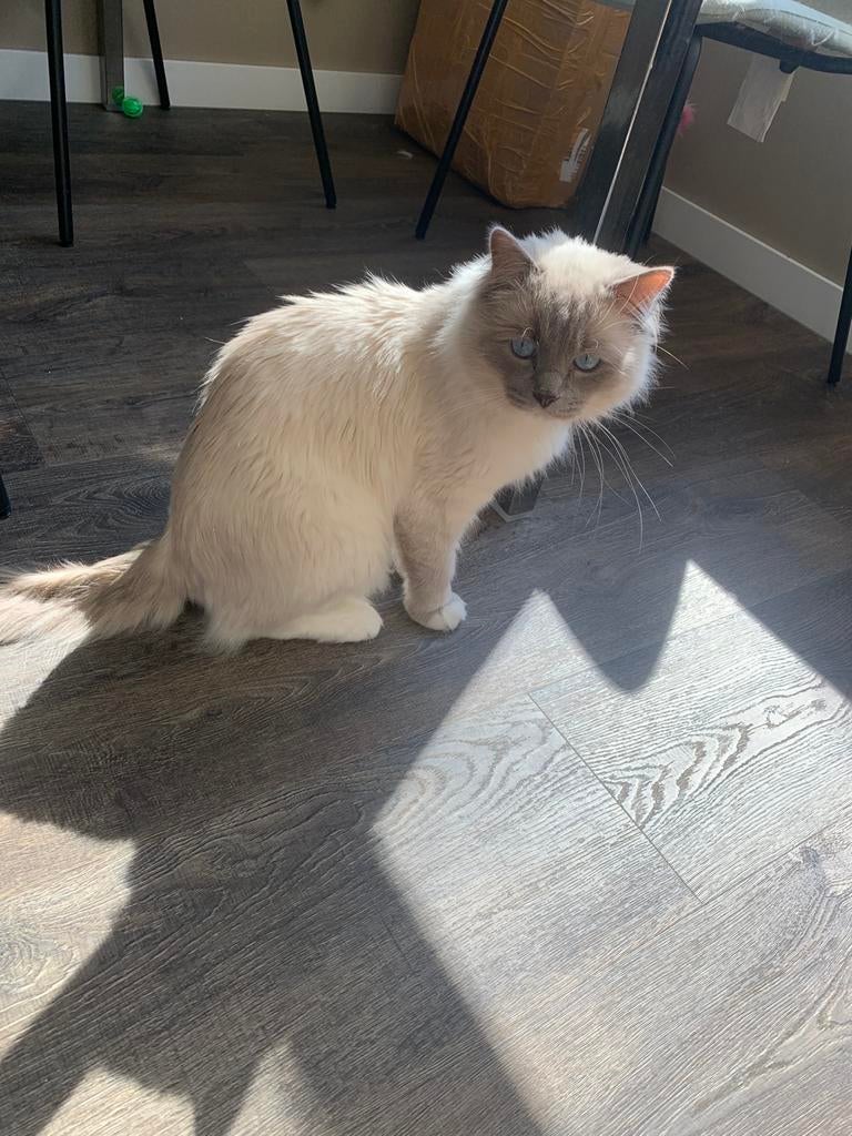 Ragdoll Dekkater lilac colourpoint– 100% Succes garantie, Dieren en Toebehoren, Katten en Kittens | Dekkaters, 0 tot 2 jaar