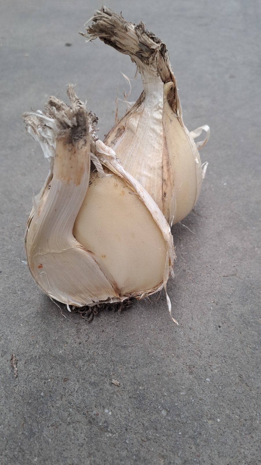 Allium giganteum, Tuin en Terras, Bloembollen en Zaden, Ophalen of Verzenden, Volle zon