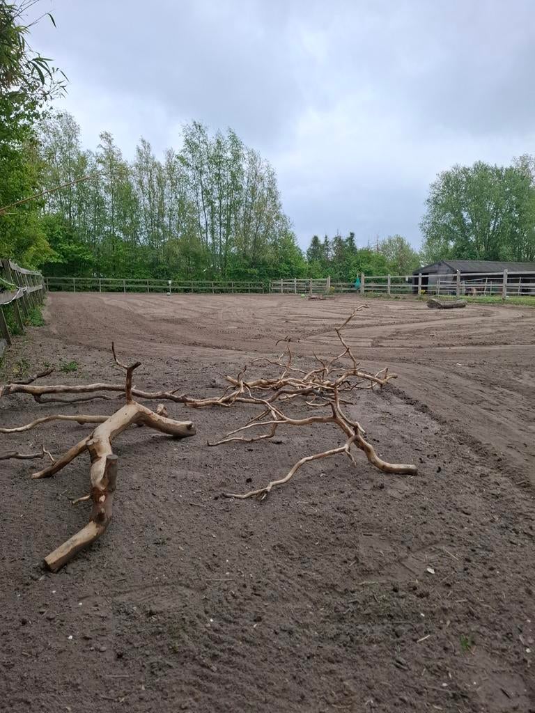 plekje vrij voor mini paddock paradise, Dieren en Toebehoren