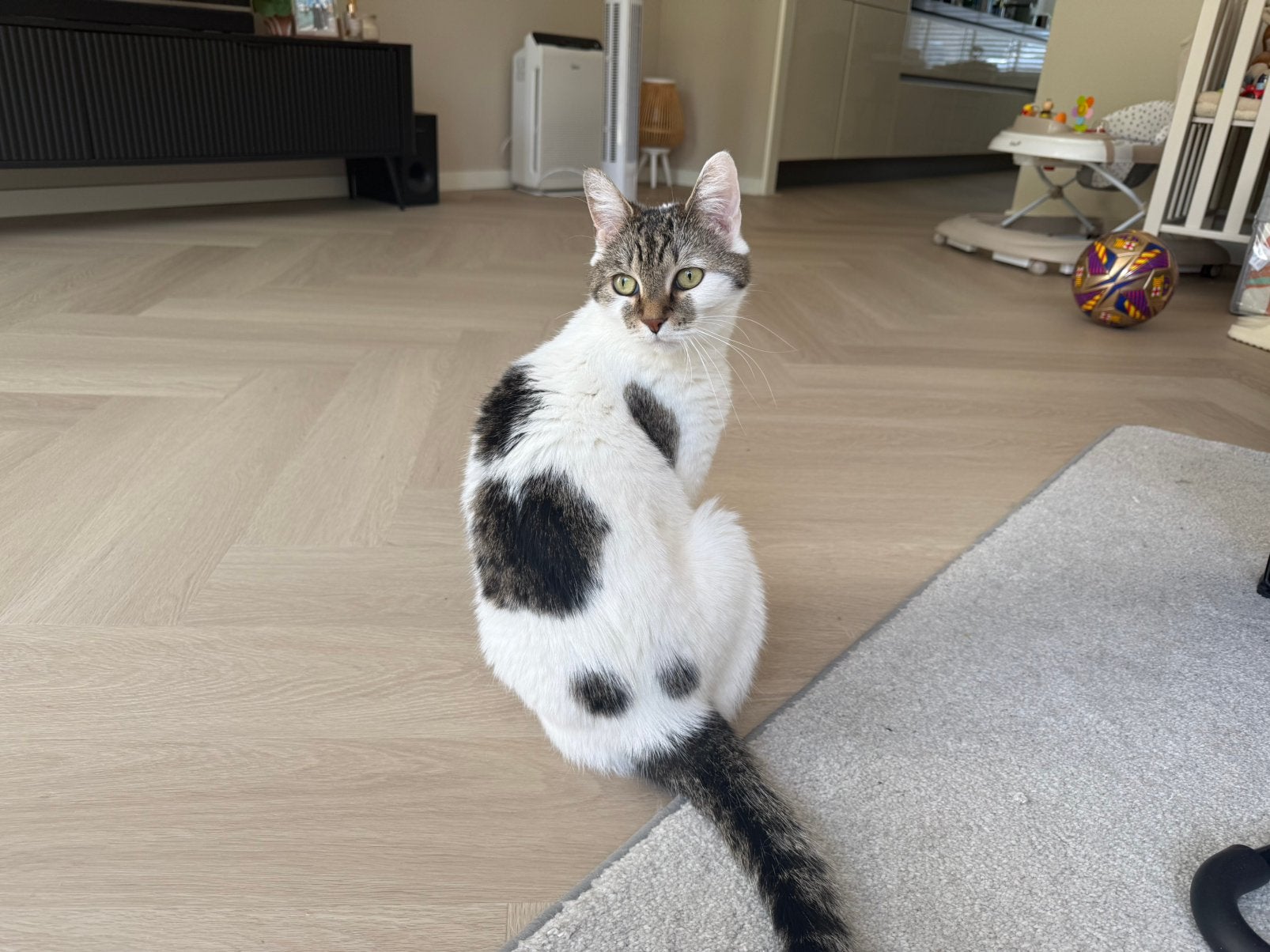 Lily is op zoek naar een nieuw thuis, Dieren en Toebehoren, Poes, Kortharig, 6 jaar of ouder
