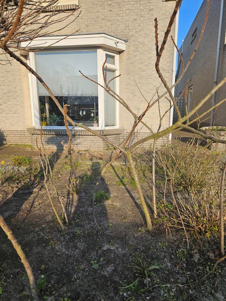 Fluweelboom, Tuin en Terras, Ophalen, Volle zon, Overige soorten, Minder dan 100 cm