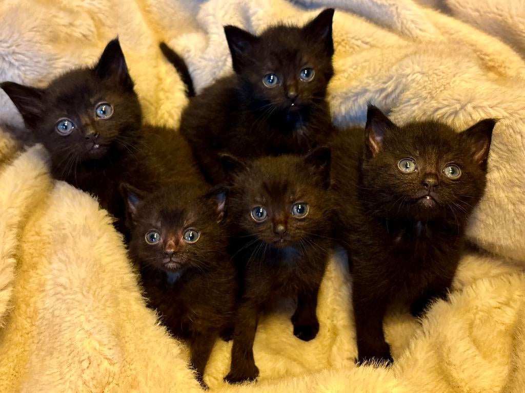 Kittens Ragdoll x Europese Korthaar, Meerdere dieren, Kortharig, 0 tot 2 jaar