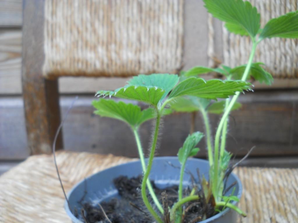 Aarbeiplanten Biologisch, Ophalen of Verzenden, Overige soorten, Volle zon