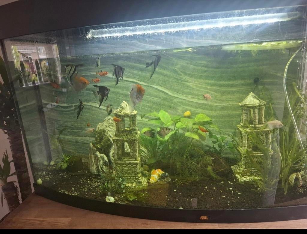 Compleet Aquarium van 120 met vissen, Ophalen, Zo goed als nieuw, Gevuld zoetwateraquarium