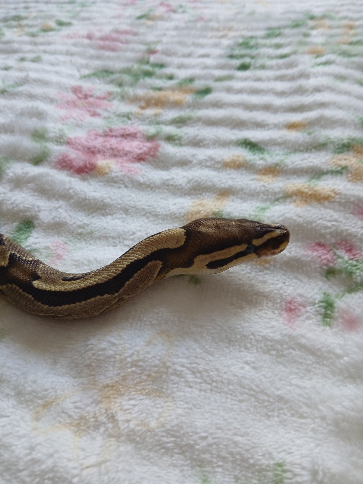 koningspython dames volwassen Ball Python photo 2