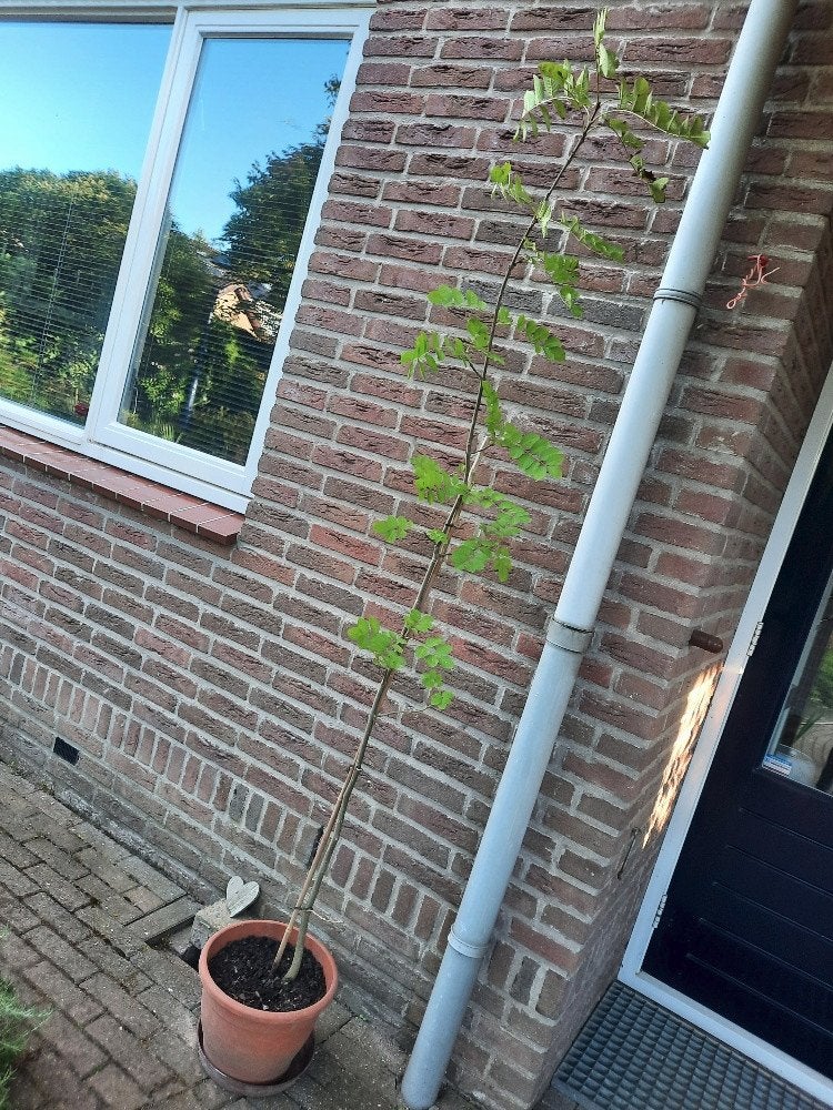 es boom bomen, Tuin en Terras, Planten | Bomen, Overige soorten, 100 tot 250 cm, Ophalen, Volle zon