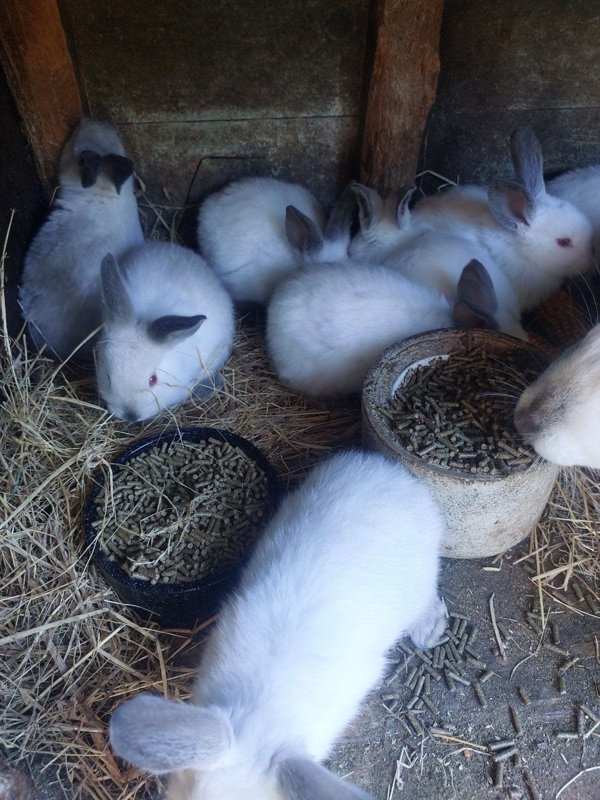 te koop jonge californier konijnen, Dieren en Toebehoren, Meerdere dieren