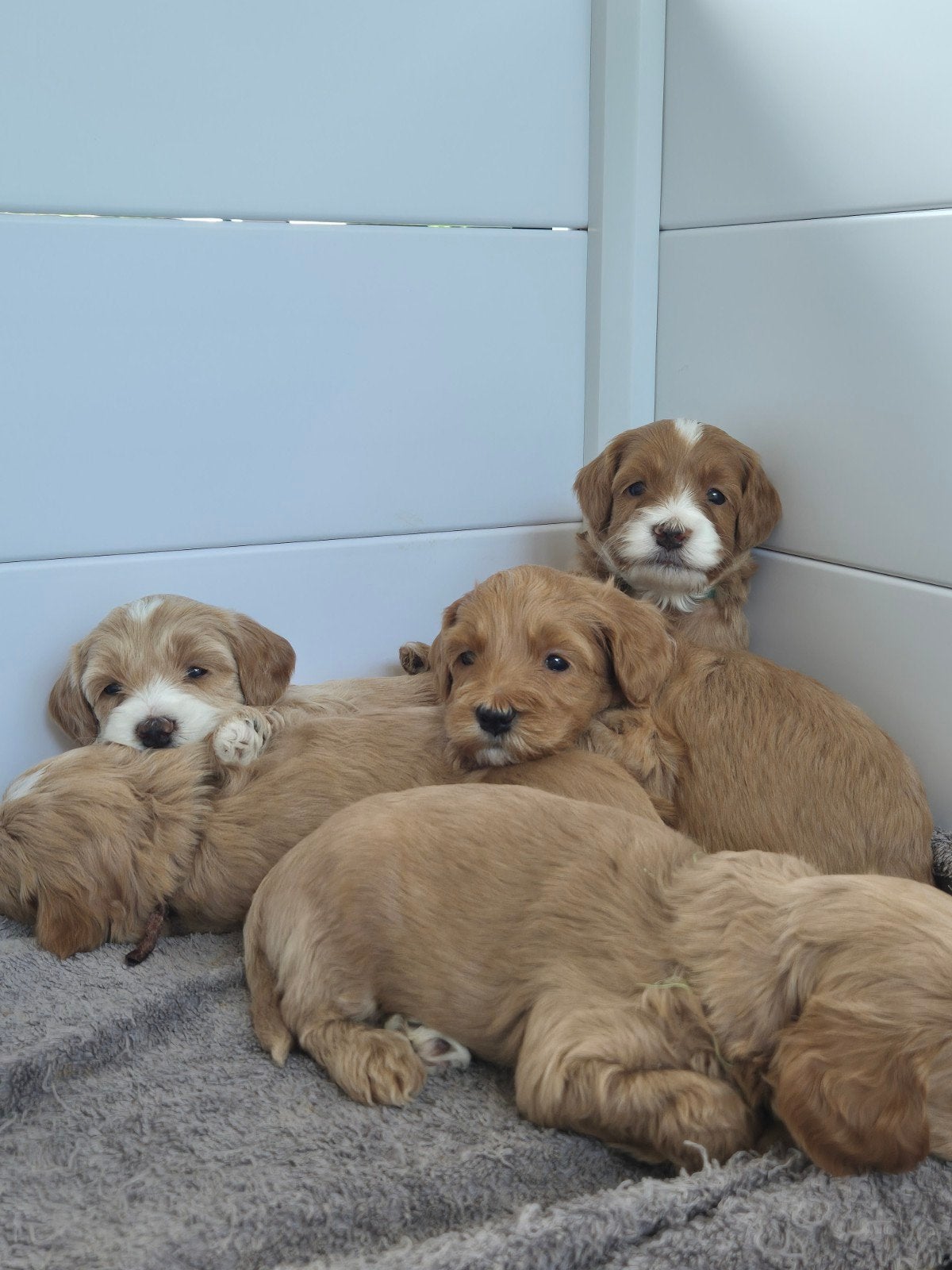 Australian Labradoodle nestje, Dieren en Toebehoren, Parvo, Overige rassen, 8 tot 15 weken, Meerdere dieren