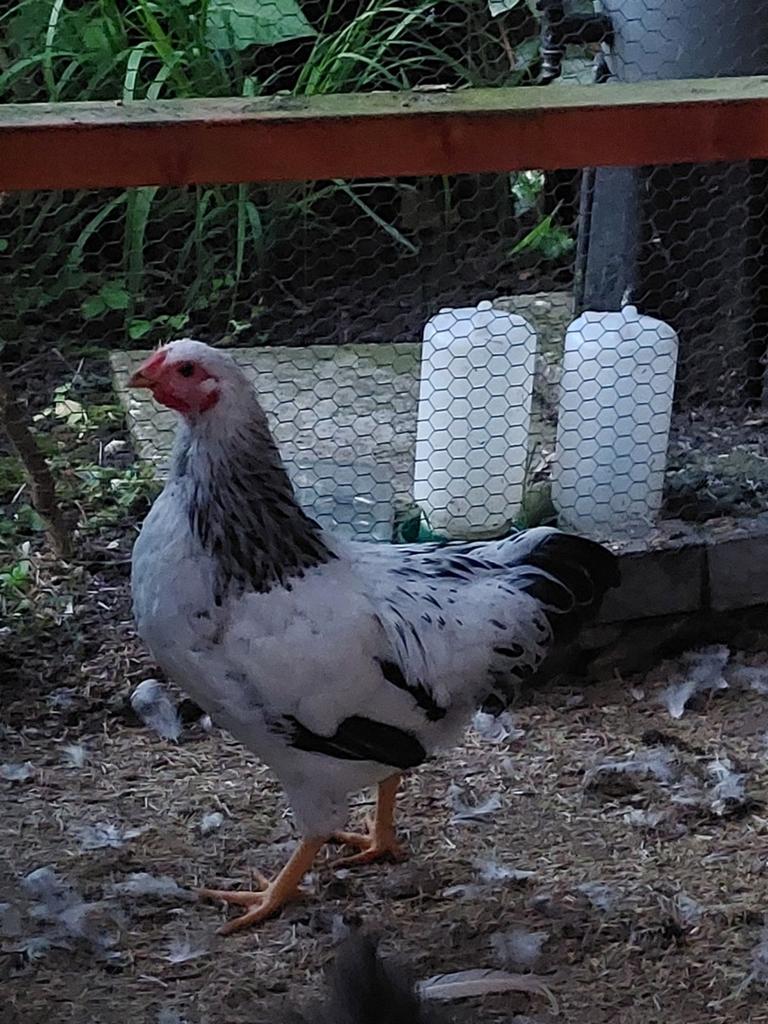 2 hanen wyandot columbia kriel 14 weken, Dieren en Toebehoren, Pluimvee, Mannelijk, Kip