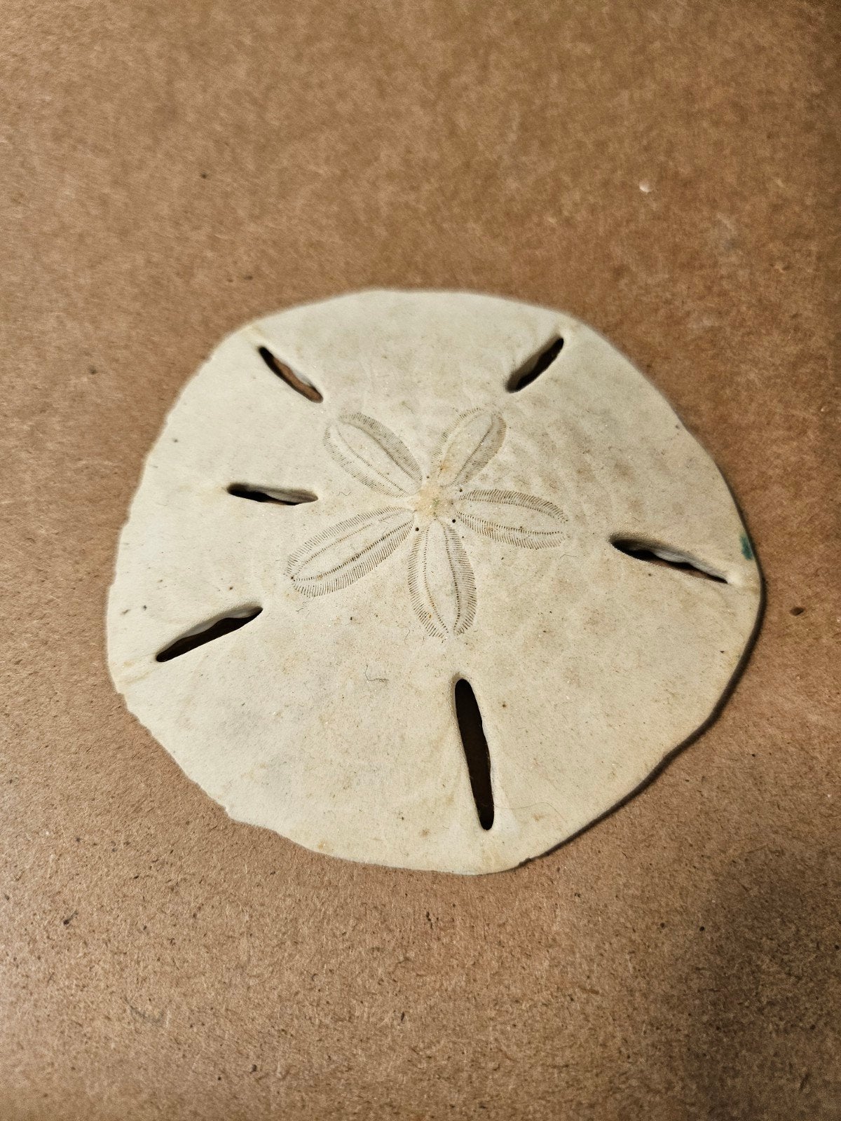 Zanddollar - Uniek decoratiestuk, Ophalen of Verzenden, Gebruikt
