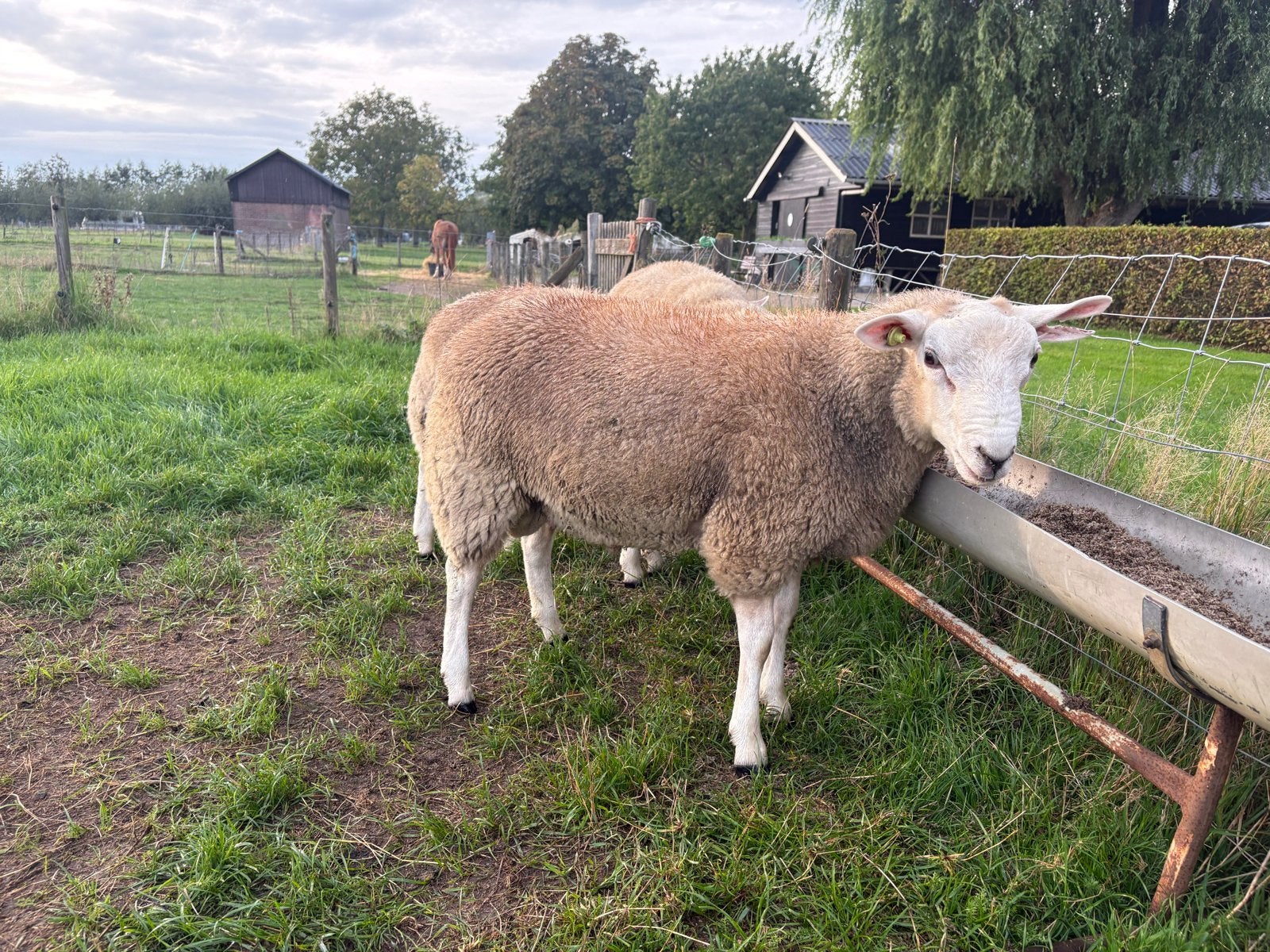 Swifter dekrammen, Dieren en Toebehoren