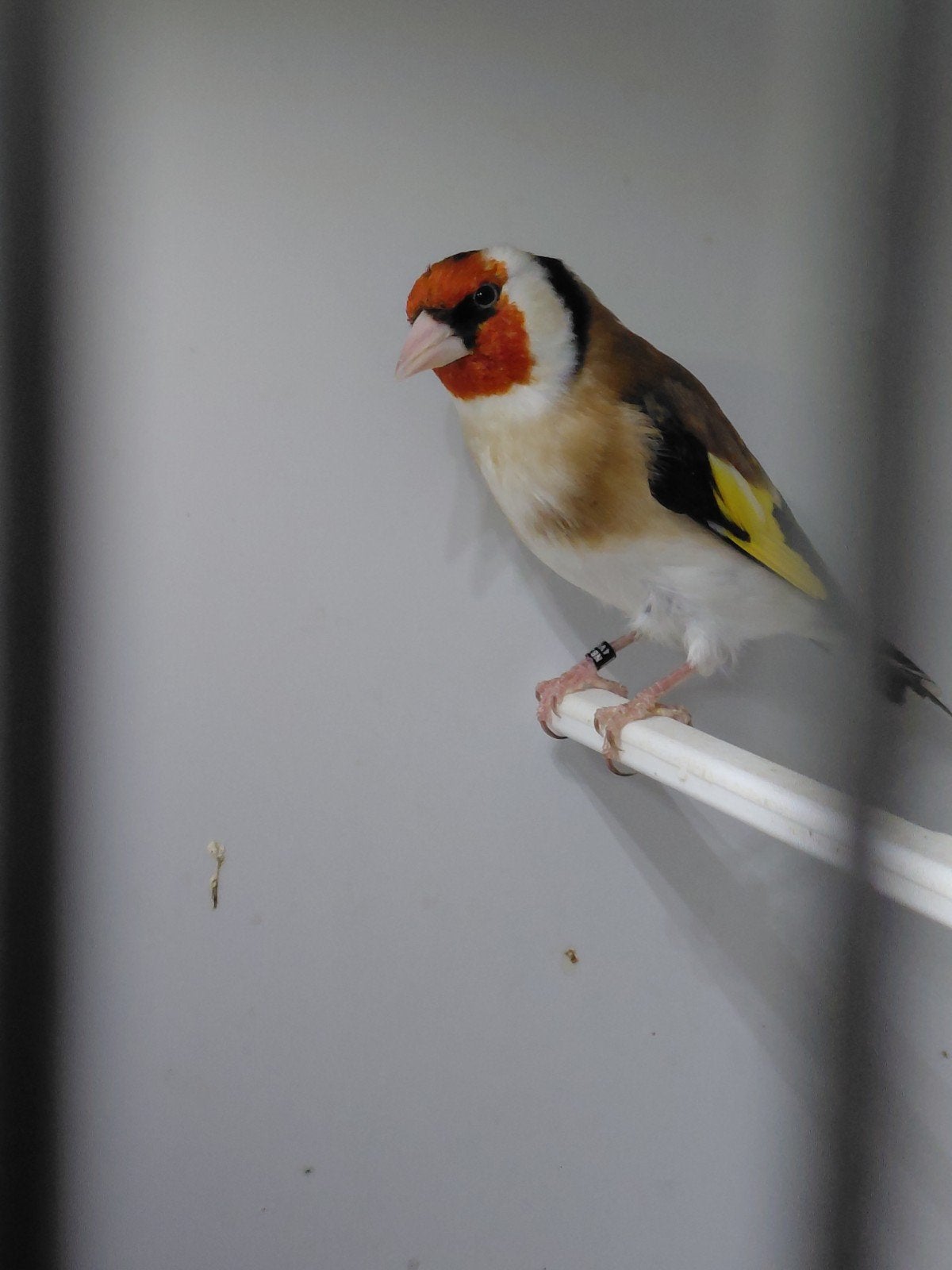 Forse majoor putter man, Dieren en Toebehoren, Vogels | Overige Vogels, Mannelijk, Wildzangvogel, Geringd