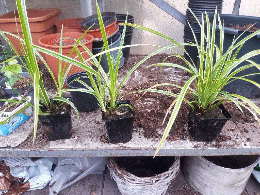 Carex mor.Ice Dance  in pot, Ophalen, Vaste plant, Siergrassen, Halfschaduw