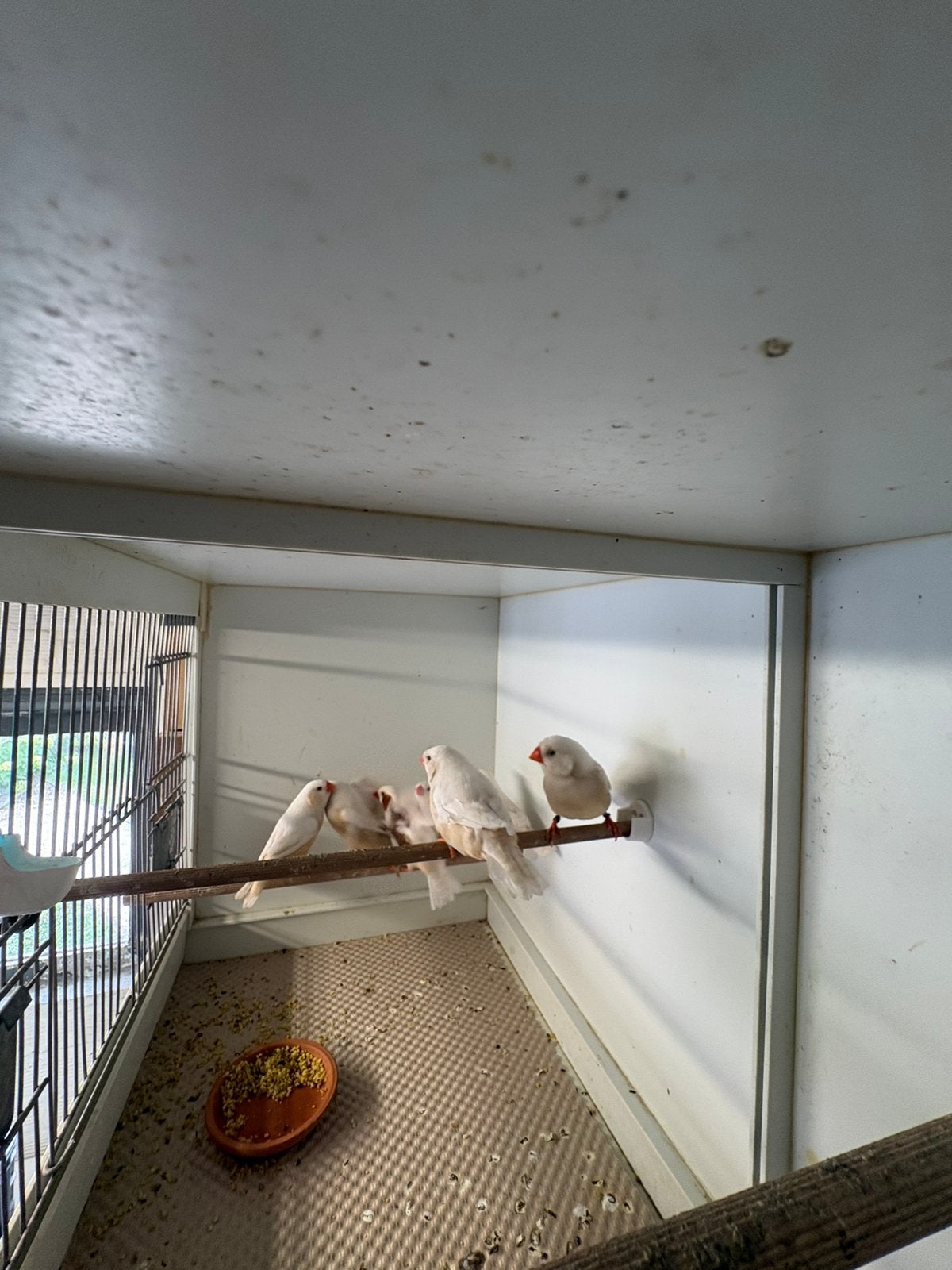 Isabel bruin zebravinken, Meerdere dieren, Kleurkanarie