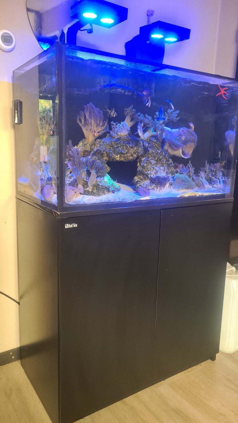 Red sea 250 compleet met inhoud, Ophalen of Verzenden, Gevuld zeewateraquarium