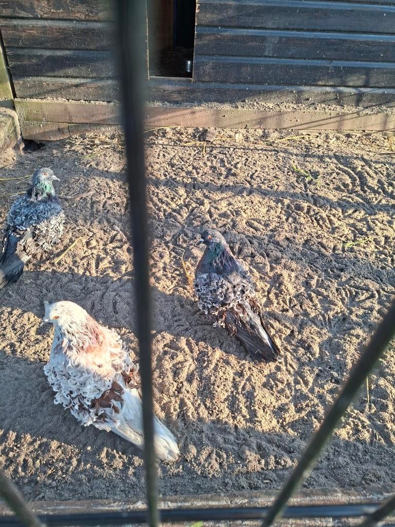 Krulduiven 3 stuks, Dieren en Toebehoren, Pluimvee, Meerdere dieren, Kip