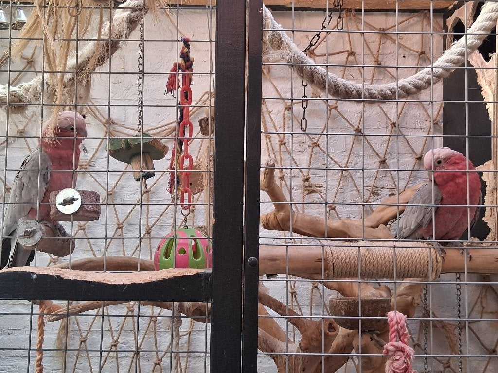 Rose kaketoe , koppel, Dieren en Toebehoren, Vogels | Parkieten en Papegaaien, Papegaai, Meerdere dieren, Tam, Geringd