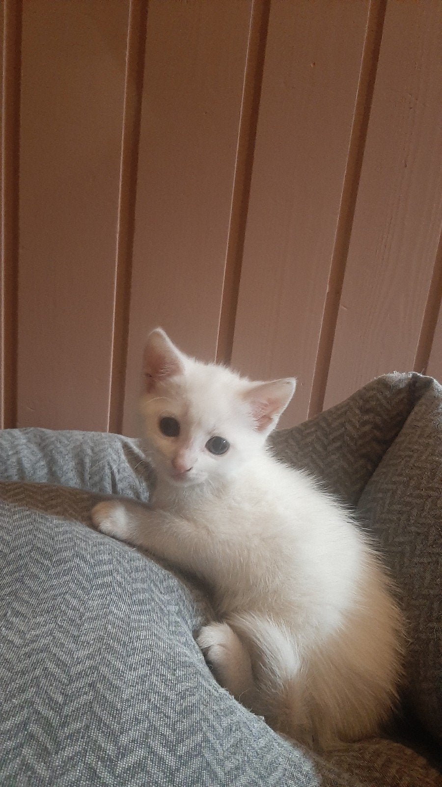 Lieve, speelse kittens te koop (wit, cyper, rood en zwart), Meerdere dieren