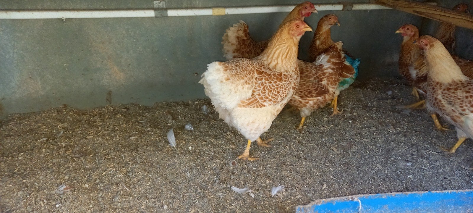 Broedeieren wyandotte in 20 kleuren, Dieren en Toebehoren, Pluimvee, Geslacht onbekend, Kip